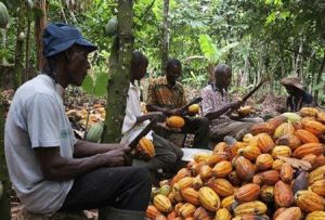 jamaican farmers of cocoa